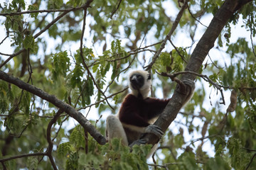 rare lemur Crowned Sifaka, Propithecus Coquerel, watching from a tree nearby, Ankarafantsika Reserve, Madagascar