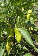 ripe green peppers on the branch