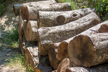 wooden logs in summer forest. nature