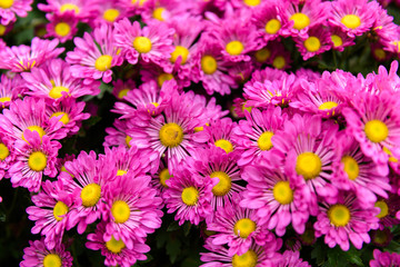 Fototapeta premium Colorful Zinnia Flower