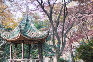 blossom trees beside the Chinese architecture