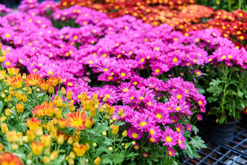 Obraz premium Colorful Zinnia Flower