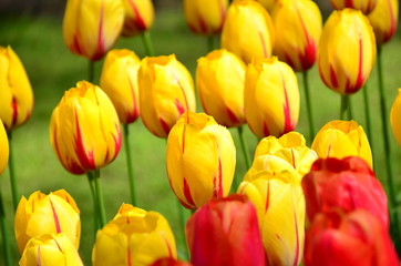 Beautiful yellow spring tulip flowers in Keukenhof park in Netherlands (Holland)