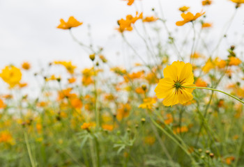 beautiful yellow cosmos flower blooming in the garden