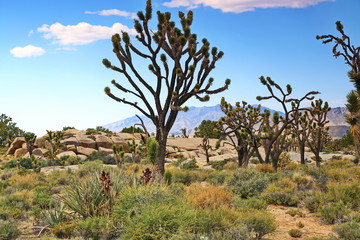 Fototapeta premium Joshua Tree
