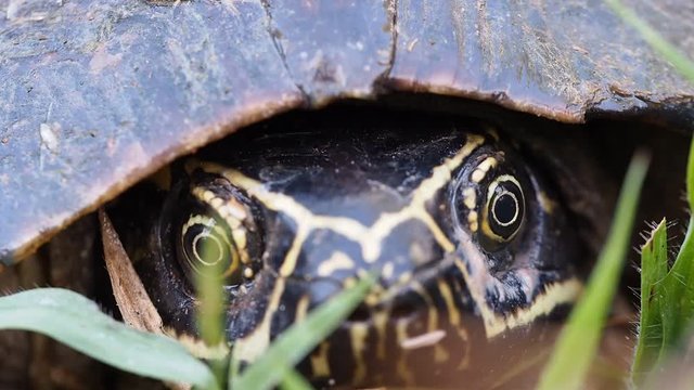 Eyes of The Turtle