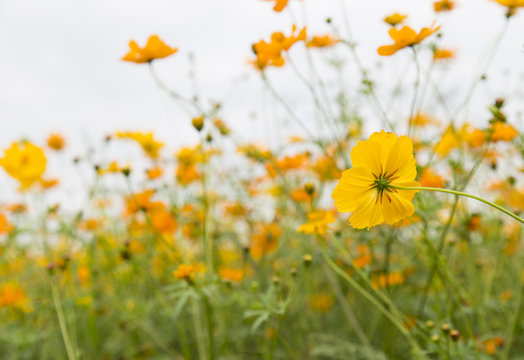 Fototapeta beautiful yellow cosmos flower blooming in the garden