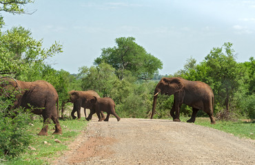 Fototapeta premium A group of elephants crosses a gravel track in the Kruger National Park, South Africa