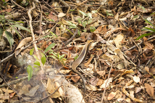 Madagascar girdled lizard, Zonosaurus madagascariensis lives on earth, reservations Tsingy, Ankarana, Madagascar