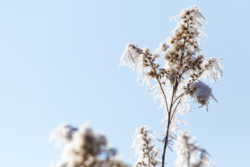 Frostbedeckte Pflanzen an einem kalten Wintermorgen