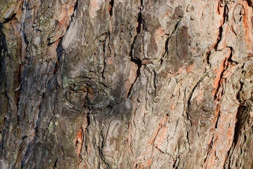 bark