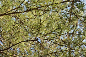 needles