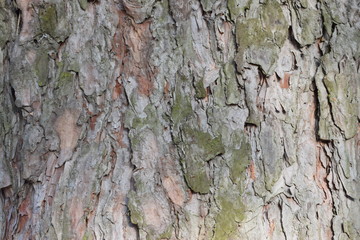 bark