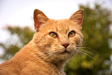 Portrait of an orange cat 