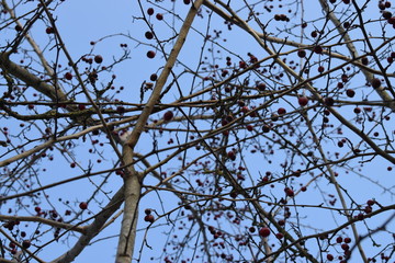 tree against the sky