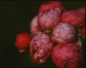 peonia 
