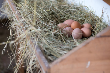 Eggs in Hay - 131394159