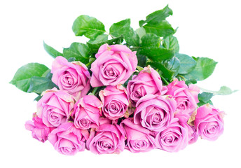 Violet blooming fresh roses pile isolated on white background