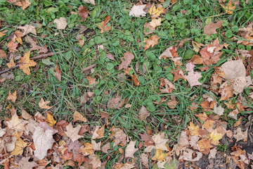 Falling dry brown leaves on dry grass with soil and cement floor in Autumn