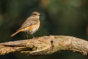 RedStart