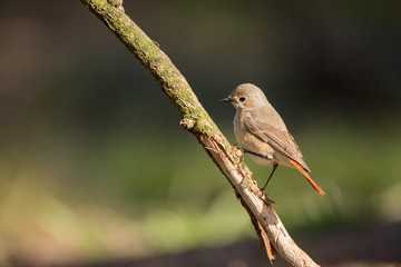 RedStart