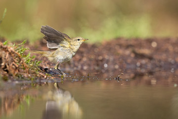 Willow Warbler
