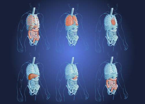 illustration of human organs