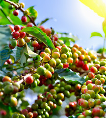 Coffee beans ripening on tree