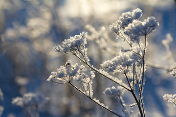 Frosty morning in the fields