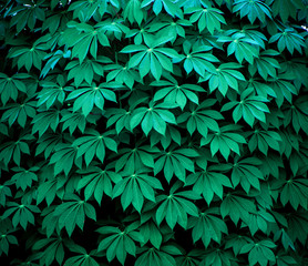 Green leaf texture