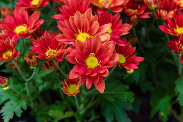 Colorful Zinnia Flower