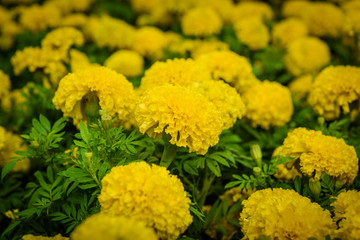 marigolds flowers in garden
