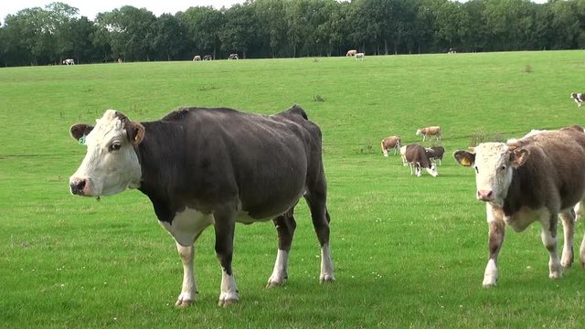 A cow and her calf approach the camera when another cow enters from the left and butts the first cow lifting it into the air.