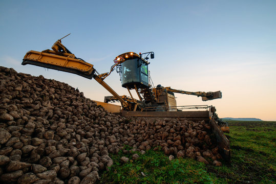 avaleuse &agrave; betterave en action
