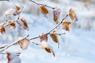 Snow-covered birch leaves