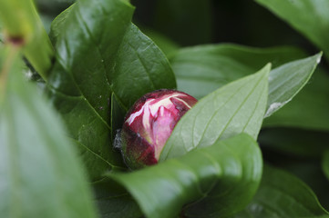 peonia