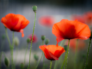 Obraz premium Close up of three red Poppies with blurred background