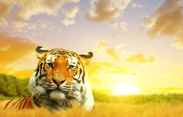 Naklejka premium Siberian Tiger in the sunset.