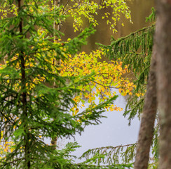 Autumn scenery, yellowing trees above the river. selective sharpness.