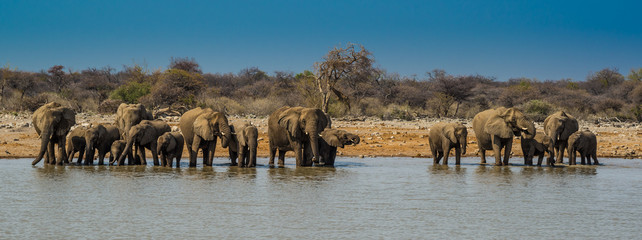 Elefantes bebiendo en grupo en Etosha, Namibia © David