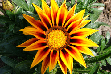 Bright flower gazania