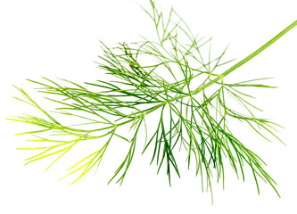a sprig of dill isolated on white background.