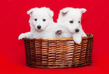 White Swiss Shepherd puppy