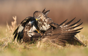 Common buzzard (Buteo buteo)