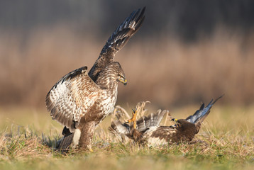 Common buzzard (Buteo buteo)