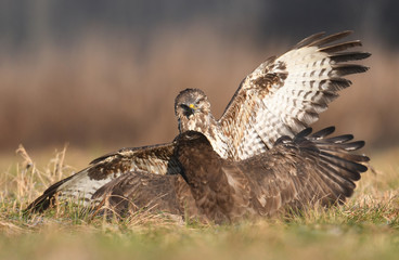 Common buzzard (Buteo buteo)