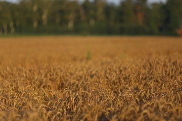 Ears of wheat in a wheat field, selective sharpness, beautiful background blur. In the background defocus forest.