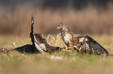 Common buzzard (Buteo buteo)