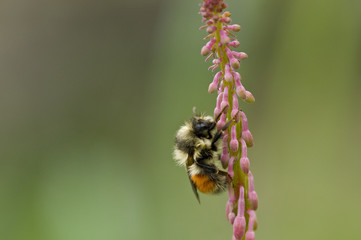 Bumblebee on Fireweed Buds, Glacier Bay, Alaska