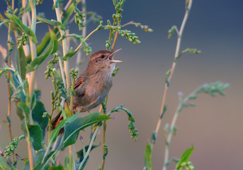 Adult male Common grasshopper warbler singing voice